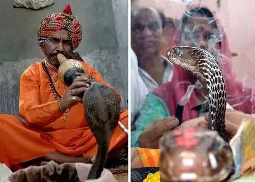 自古以来,印度人对舞蛇人一直是心存敬畏的,舞蛇