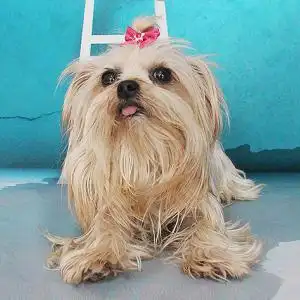 宠爱天下 约克夏梗犬活体纯种犬金头蓝背约克夏活体狗狗z