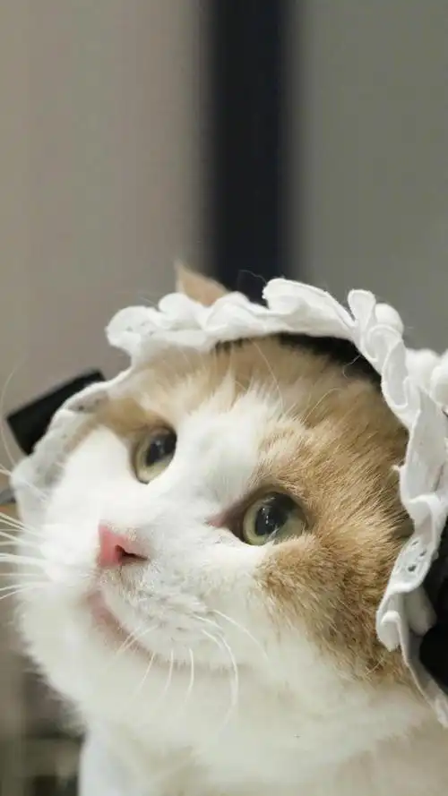 治愈系可爱呆萌小猫咪