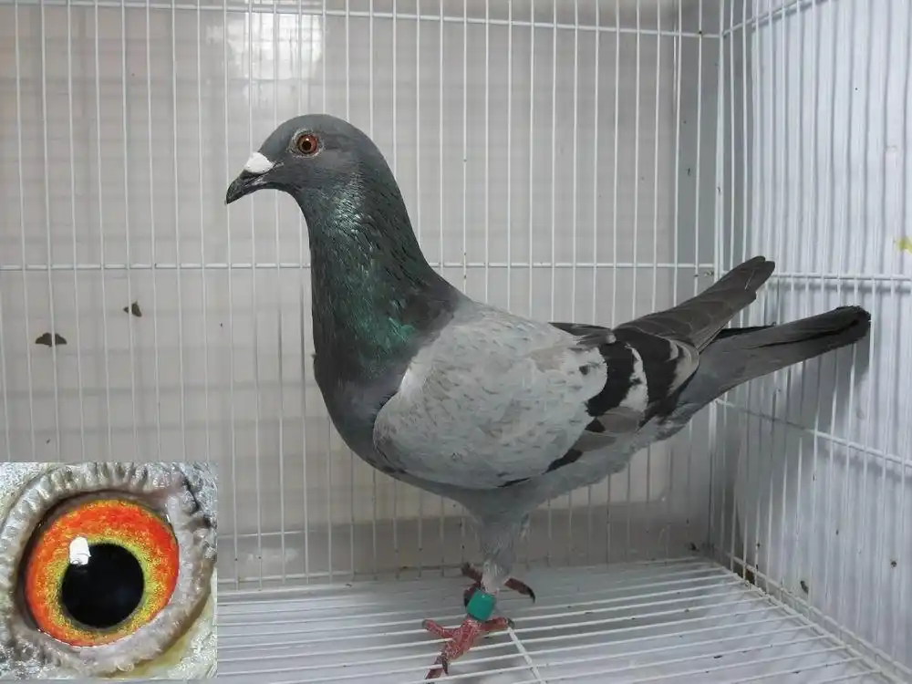 几羽漂亮的瓦灰雄鸽