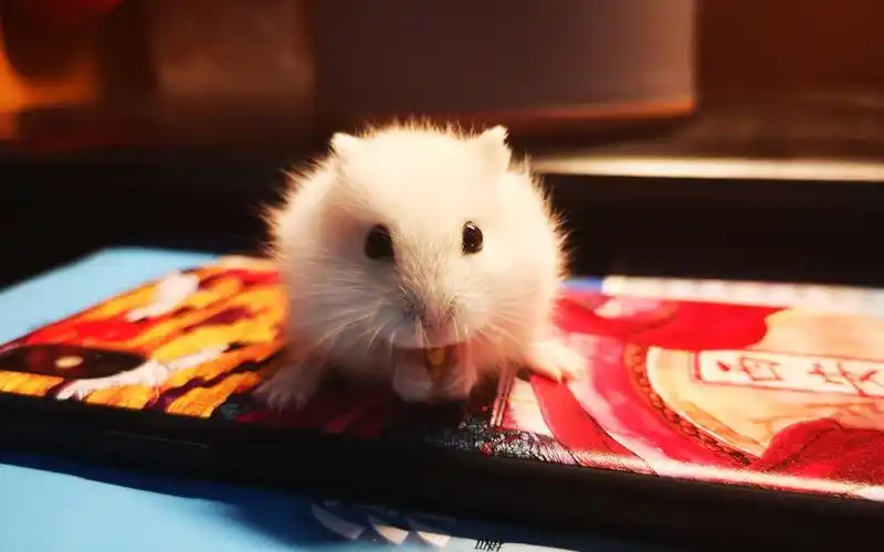 萌萌哒小仓鼠合辑(顺便听歌)