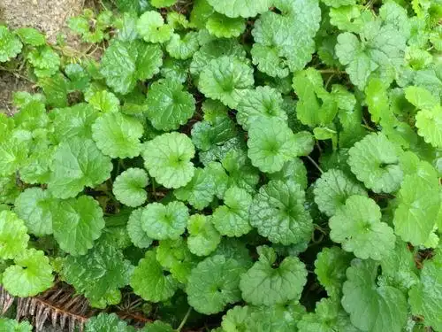 常被当做观赏植物,你知道它的作用吗金钱草的图片功效介绍吃中药可以