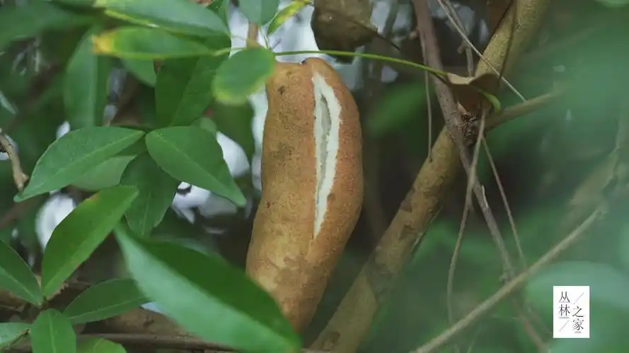 这种果子一定要爆开了才好吃,上山才有,到农历9月就可以吃了!