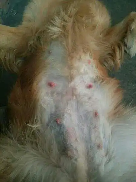 怀孕35天了,肚肚大嘛?