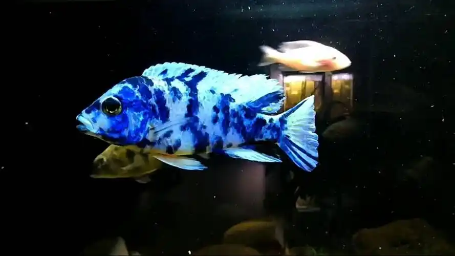 晒晒我的ob孔雀,大家也都晒晒 - 三湖慈鲷 - cta南美水族