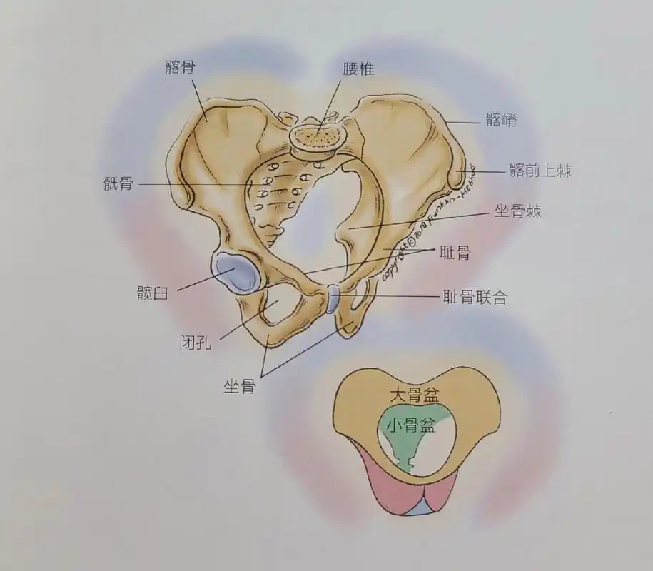 骨盆的骨骼构成 7815骨盆由左右两块髋骨和后方的一块骶骨,一块