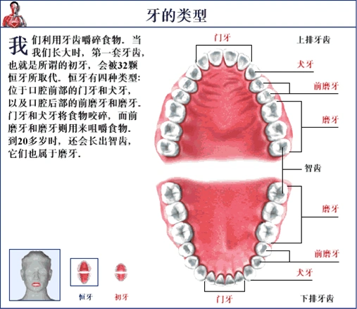 牙齿示意图 - 美丽贝贝的日志 - 网易博客