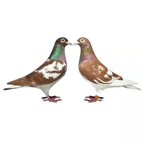 观赏鸽蝴蝶背异色信鸽幕利门火凤凰黄金甲黑金刚国血李鸟吴淞鸽子