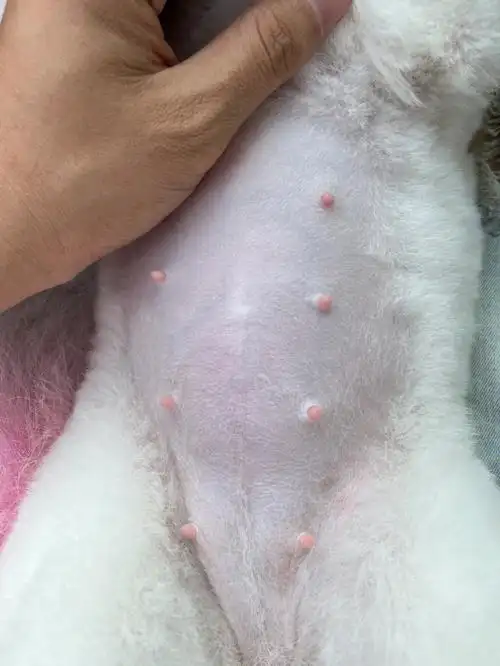 怀孕35天,也不知道几个崽儿