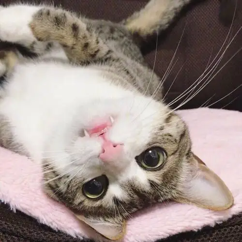 女生头像 可爱头像 喵星人(转载自微博)