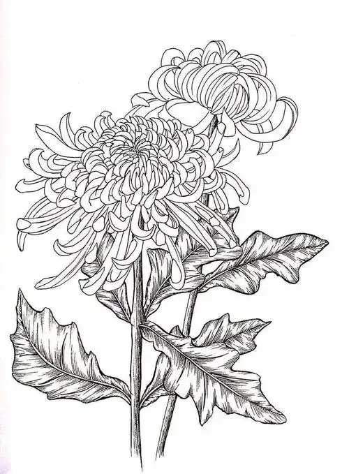 ▼▼▼菊花的线描的教程点线面的方式区分画面的黑白灰关系用笔的深浅