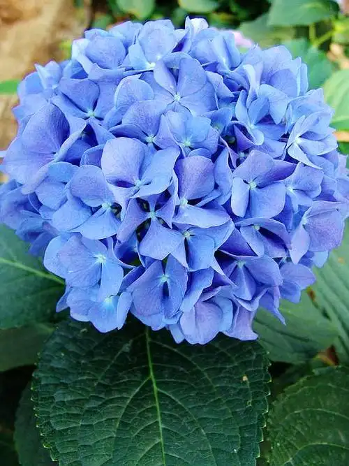 请问有什么植物开蓝色的花? - 知乎