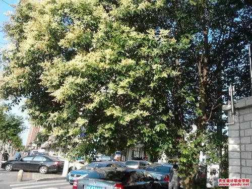 适宜在市区做行道树的植物树种有哪些