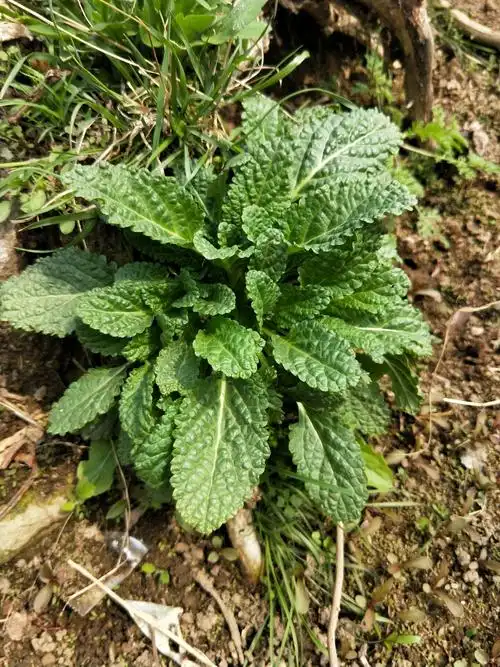 野生蛤蟆草晒干整棵干荔枝草癞蛤蟆草雪见草青蛙草500g包邮中草药