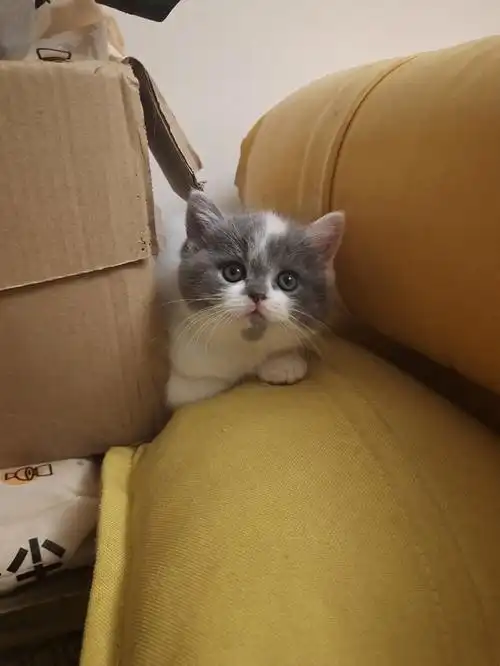 重庆小偿领养英短蓝白