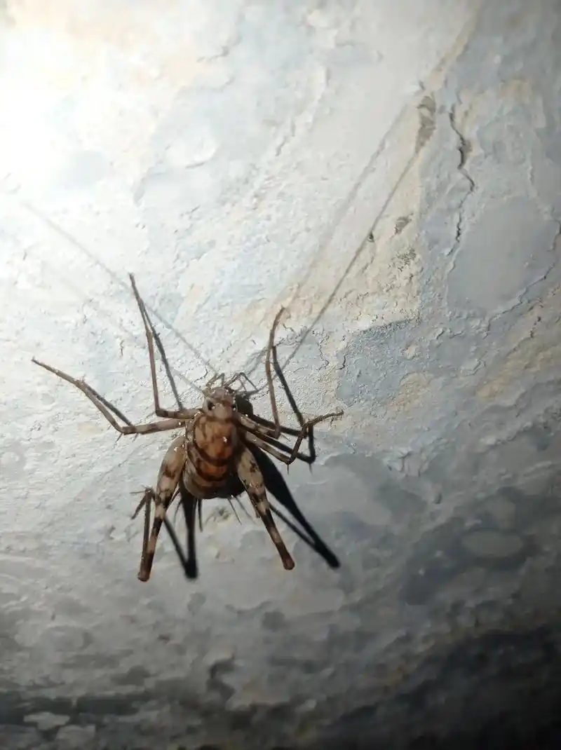 神奇动物在抖音 #奇妙的动物 突灶螽,也叫灶马.蛛丝马迹中 - 抖音