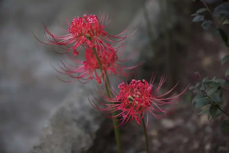 天下间就有了两种完全不同的彼岸花,一个长在彼岸,一个生在忘川河边