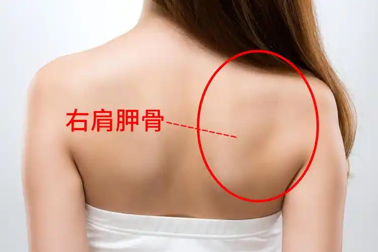 后背右肩胛骨图片