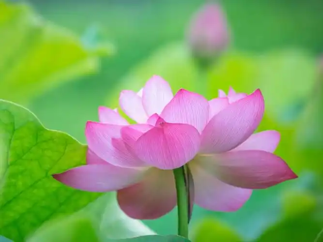 粉色荷花平板电脑壁纸_平板壁纸图片高清壁纸_墨鱼部落格