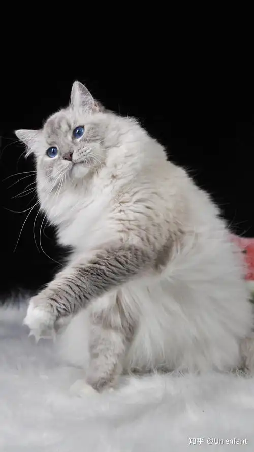 你见过颜值最高的蓝手套色布偶猫是什么样子