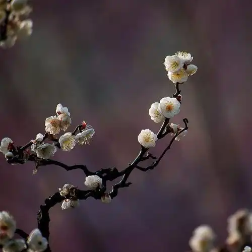 盆景中的精品玉碟龙游梅