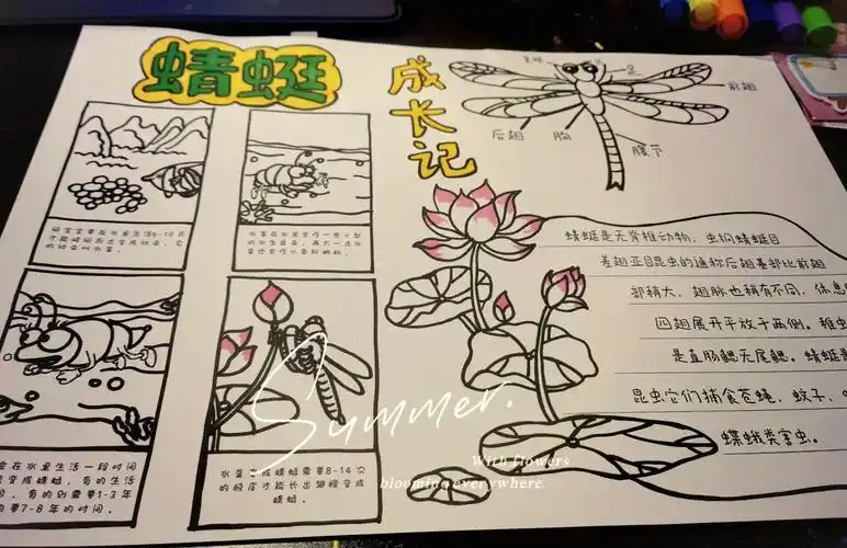 🦋蜻蜓的奇妙成长之旅🌱