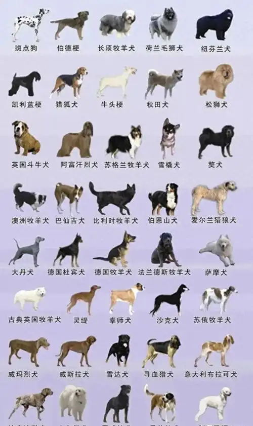 城市禁养犬名单全曝光,惊人真相曝光!