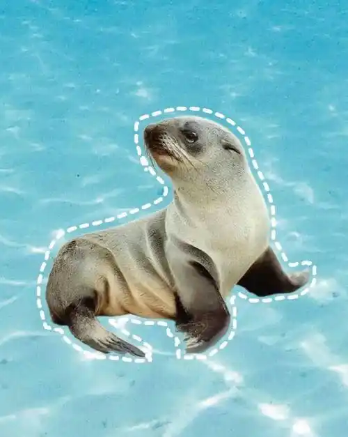 海豹海狮海象海狗海牛傻傻分不清楚看这里快速帮你扫除脸盲