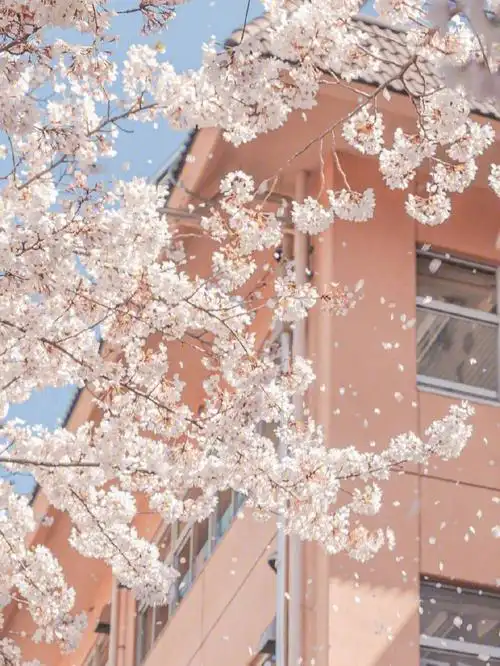 樱花壁纸唯美壁纸