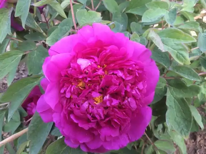 双塔寺看牡丹花