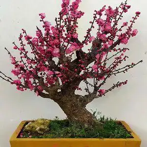 红梅老桩盆栽梅花盆景原生骨里红盆景朱砂梅腊梅阳台庭院耐寒植物