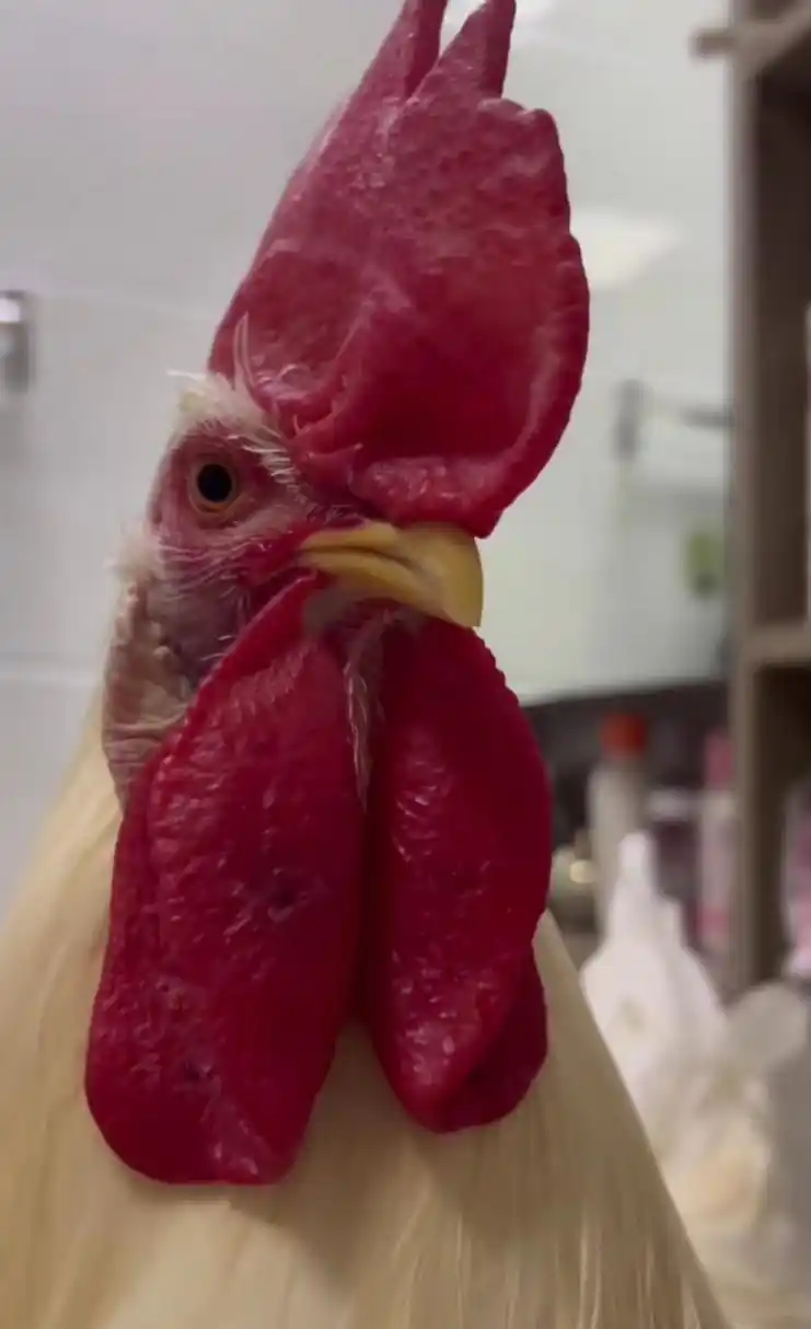 我一直很好奇,大公鸡下面这两片"肉",有什么用.