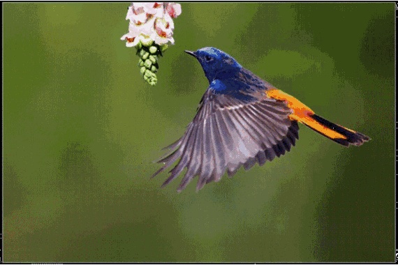 会动的鸟图,绝!绝!绝!