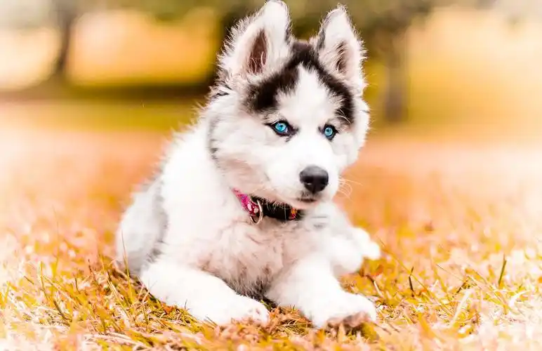 阿拉斯加幼犬在秋天的草地里的图片