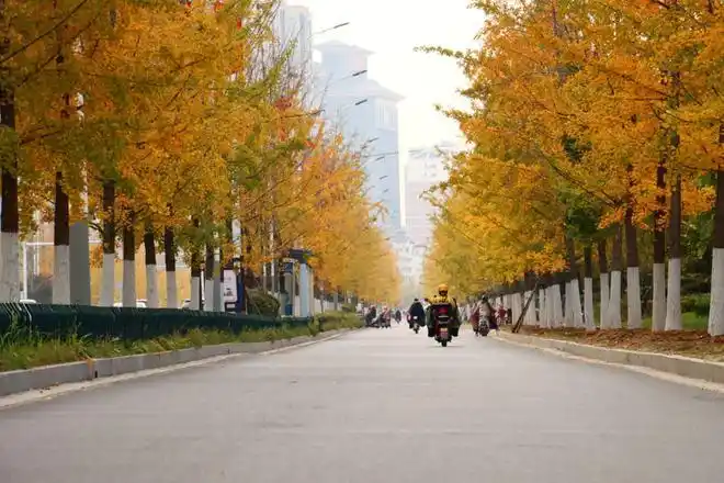 寻找邳州十大最美行道树,就差你一票