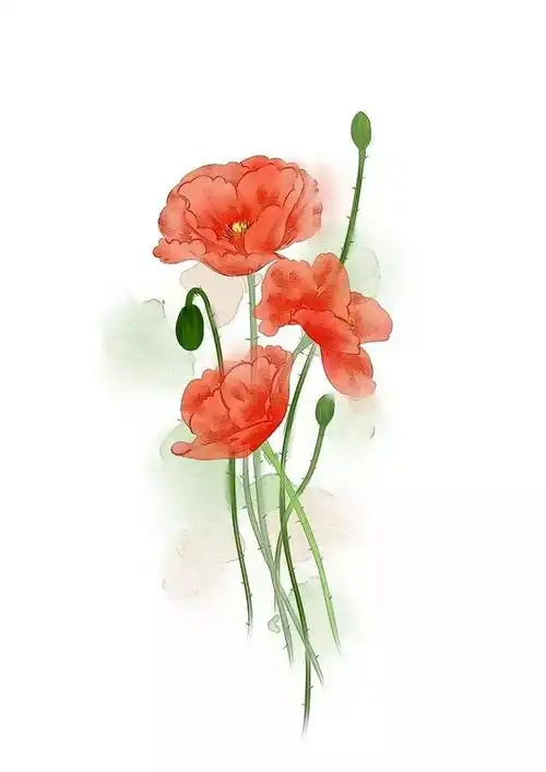 古风植物插画 | 看花东陌上,惊动洛阳人