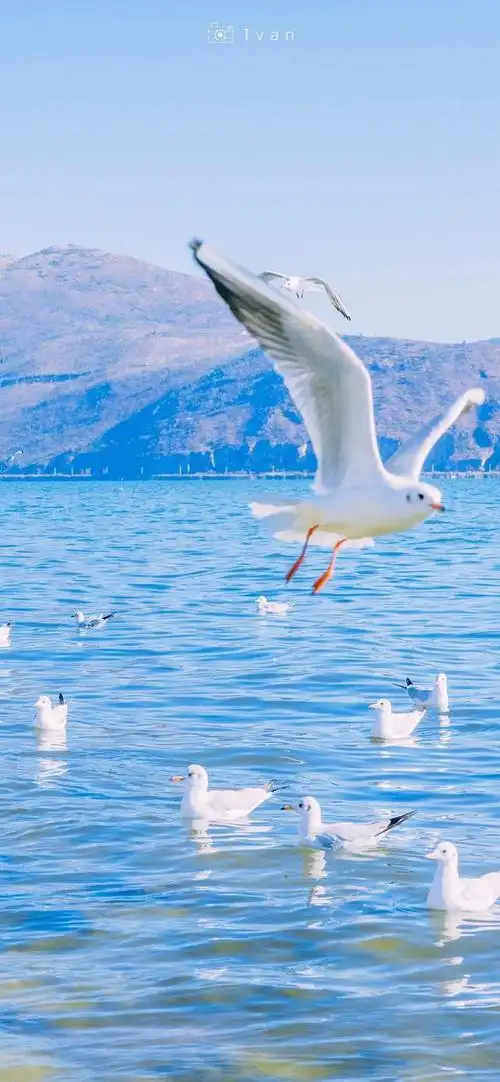 海鸥,是大海的心灵,是天空的诗人.