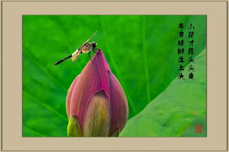 早有蜻蜓立上头