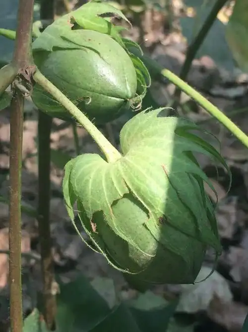 花桃子,就是棉花果,里面就是棉絮