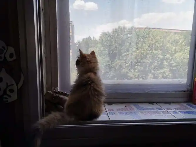 王四毛为什么总喜欢望着窗外