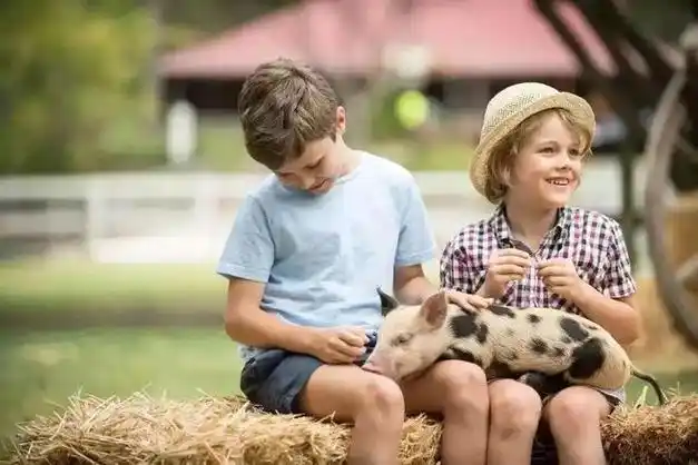 移民律师解析继承类公民操作方案|澳大利亚_网易订阅