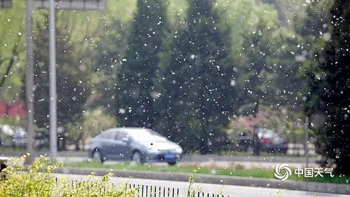 北京天气温暖杨柳絮纷飞-头条推荐-寻光热讯