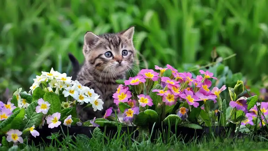 可爱的小猫,报春花粉色和白色的花 壁纸 - 1920x1080 全高清