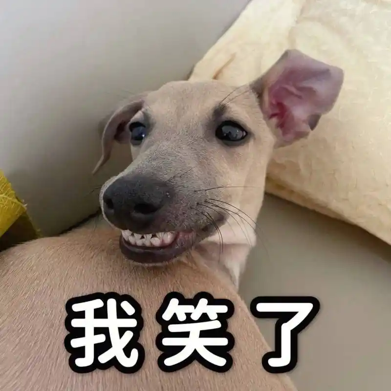 微信超实用表情包 斗图大全狗狗表情包 搞笑_柯基_网页_劲儿