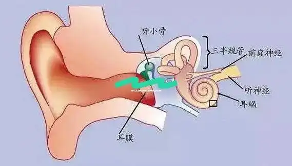 耳朵的三个生理作用