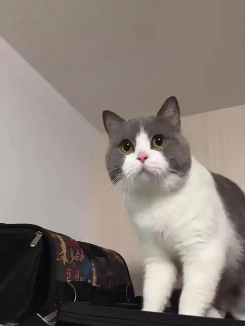 英短猫瘦怎么办?_网易订阅