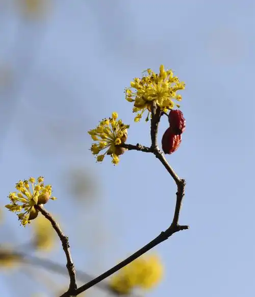 镜头下的山茱萸