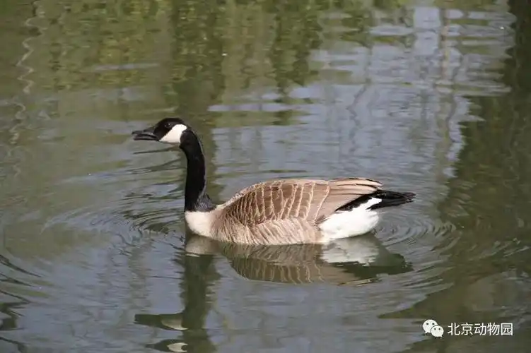 动物印象|听说加拿大黑雁很豪横?