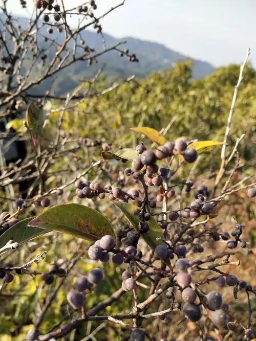 伊家乡朝天峰,小隘,罗家寨徒步记