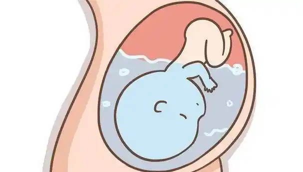 怀孕6个月胎宝发育快,这些事项一个比一个重要,孕妈做完才放心_胎儿